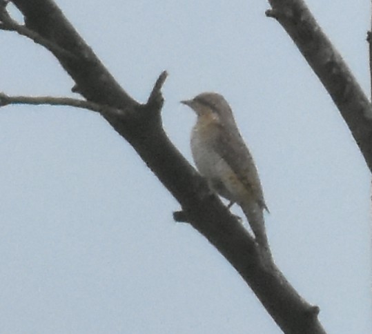 Eurasian Wryneck - ML496984411