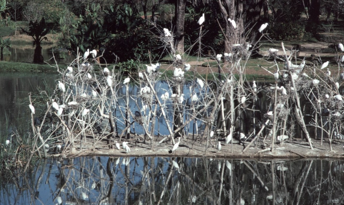 volavka stříbřitá (ssp. dimorpha) - ML496986071
