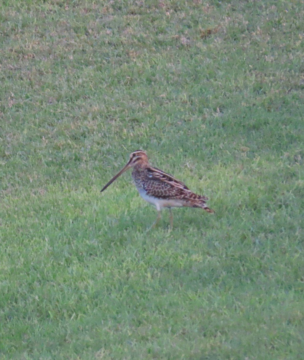 Common Snipe - ML496986351