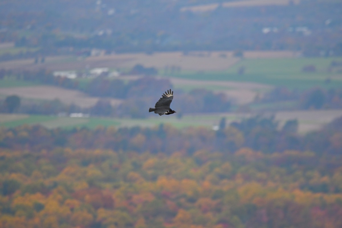 Black Vulture - ML496986611