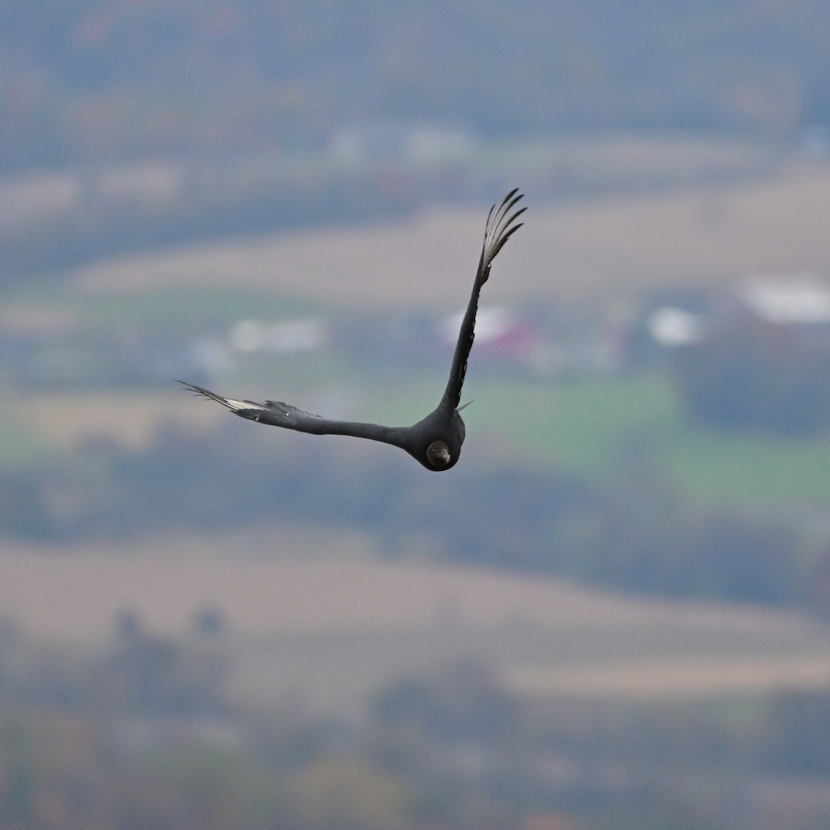 Black Vulture - ML496986631