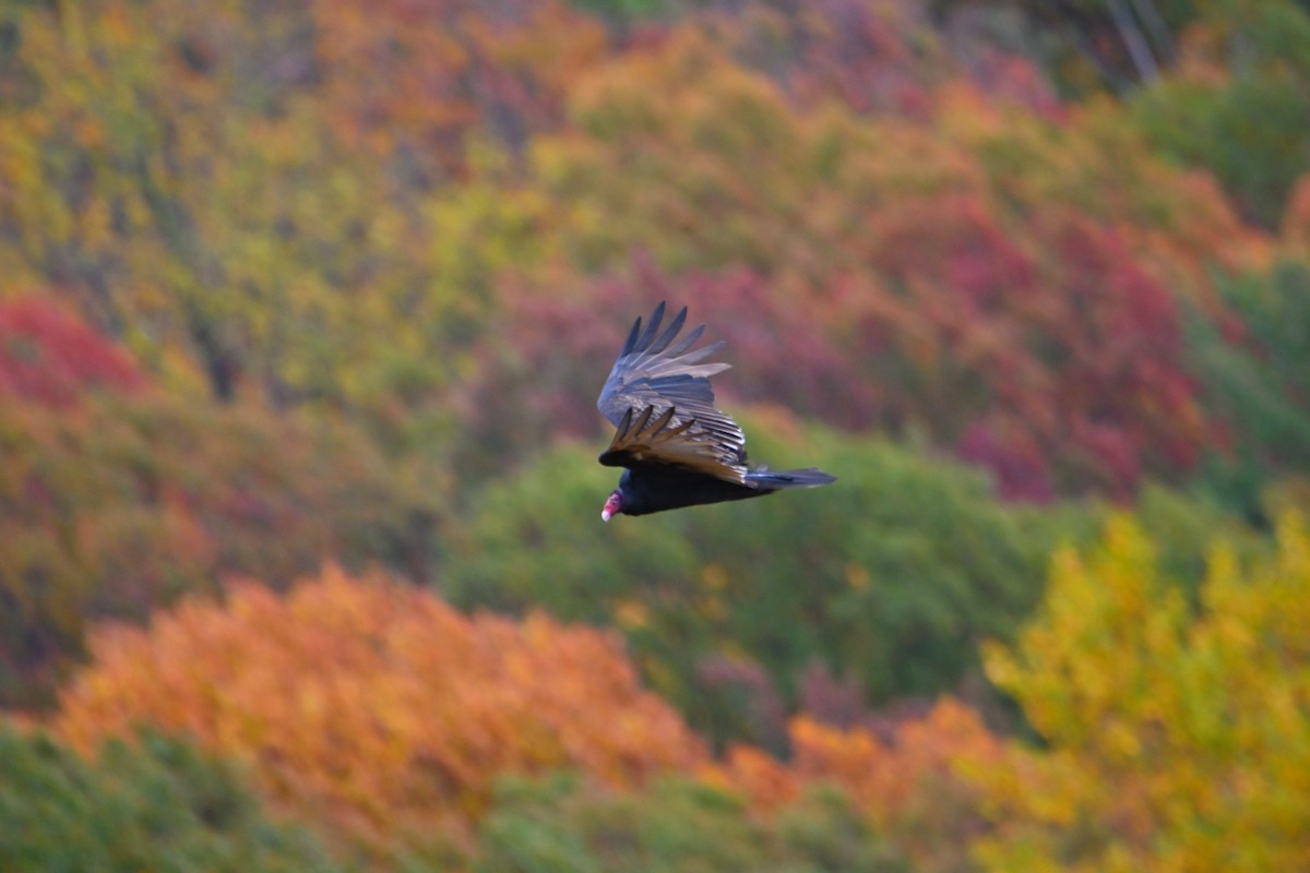 Turkey Vulture - Brian Vitunic