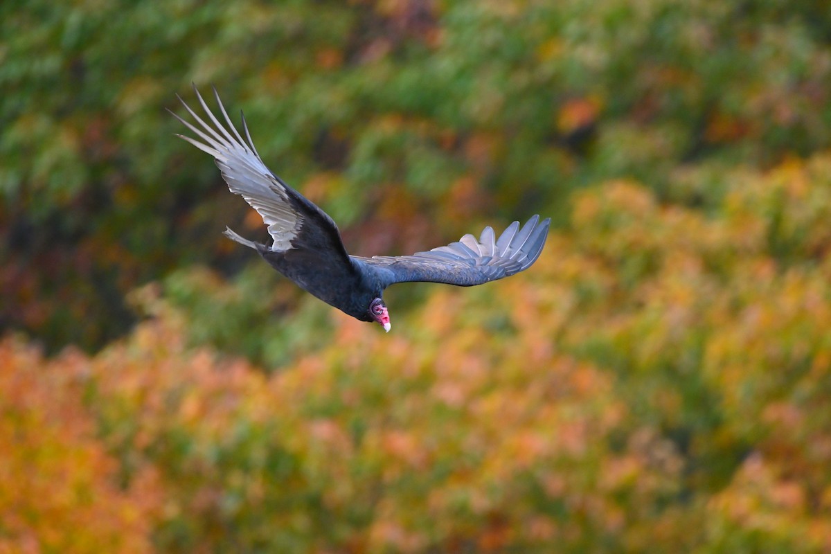 Turkey Vulture - ML496986801