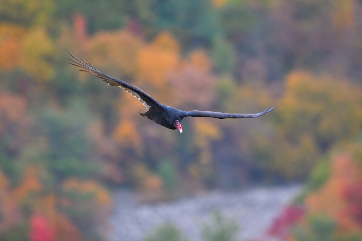 Urubu à tête rouge - ML496986811