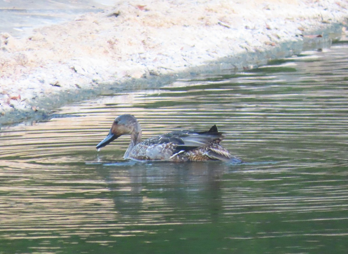 Northern Pintail - ML496987111