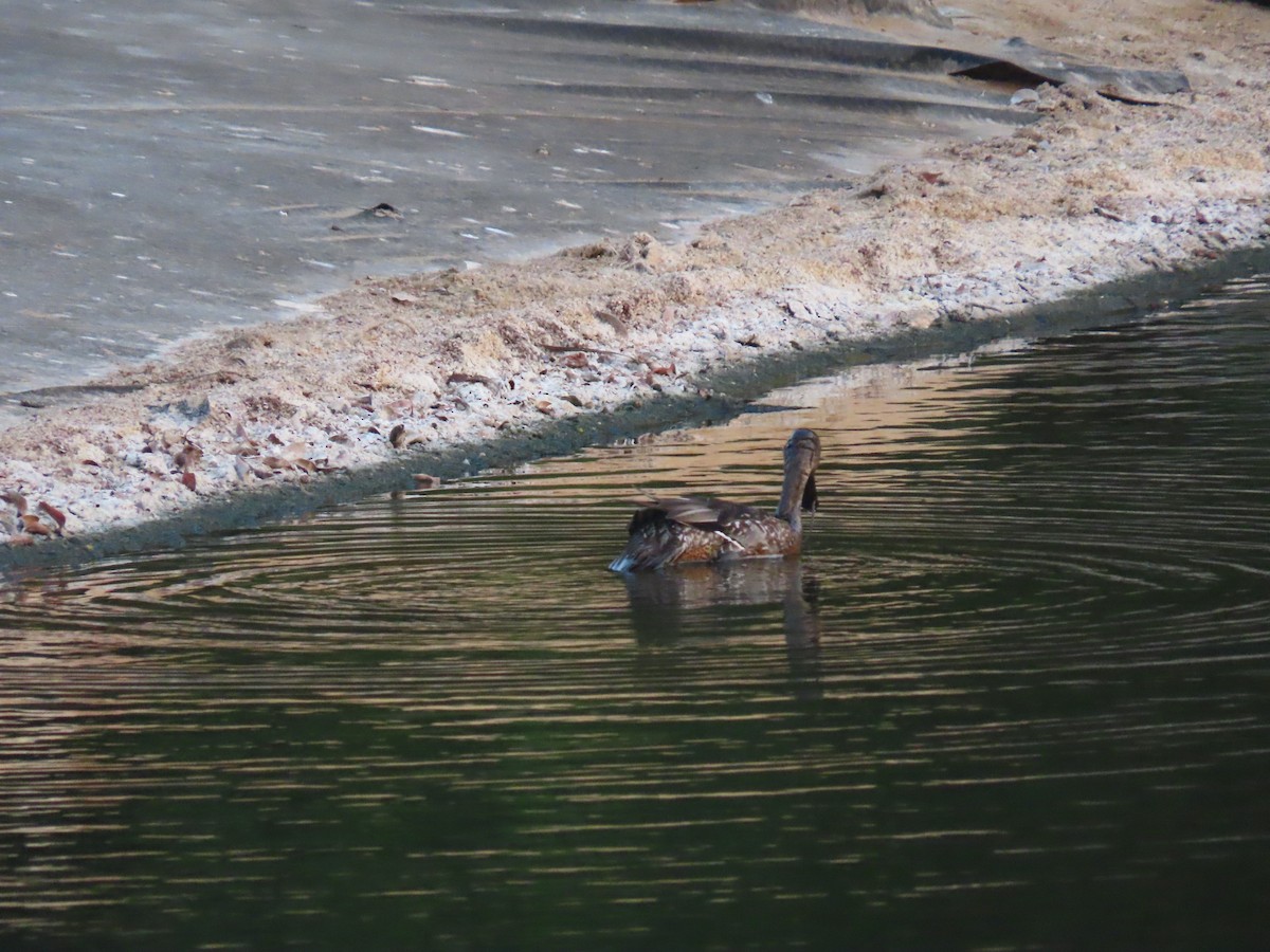 Northern Pintail - ML496987121