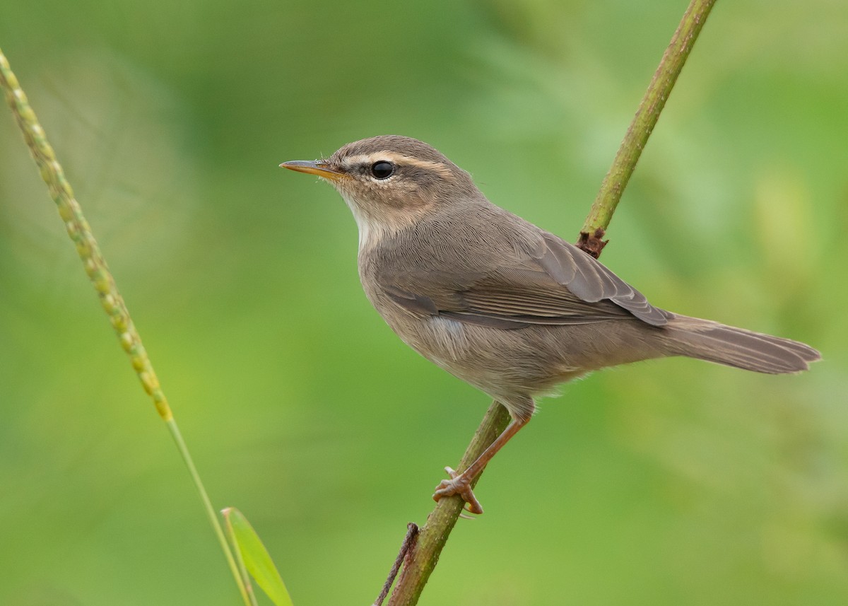 Dusky Warbler - Ayuwat Jearwattanakanok
