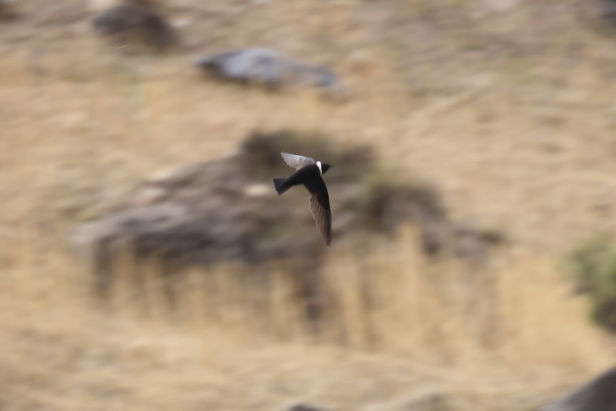 White-collared Swift - ML496988091