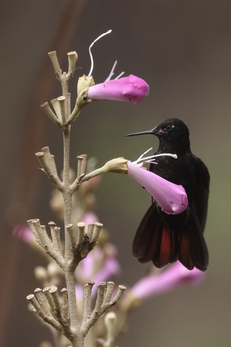 kolibřík mourovatý - ML496988691