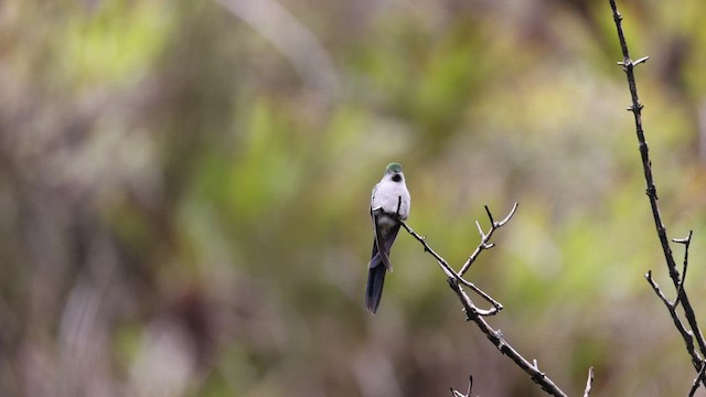 Gray-bellied Comet - ML496988801