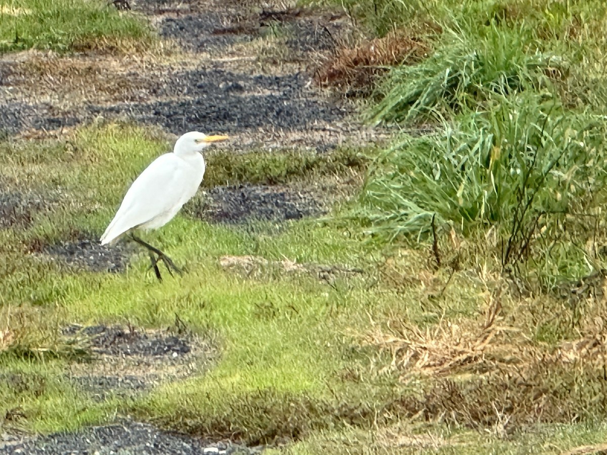 Western Cattle Egret - ML496989041