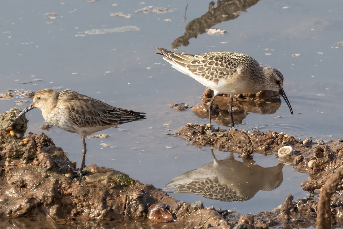 Dunlin - ML496989061