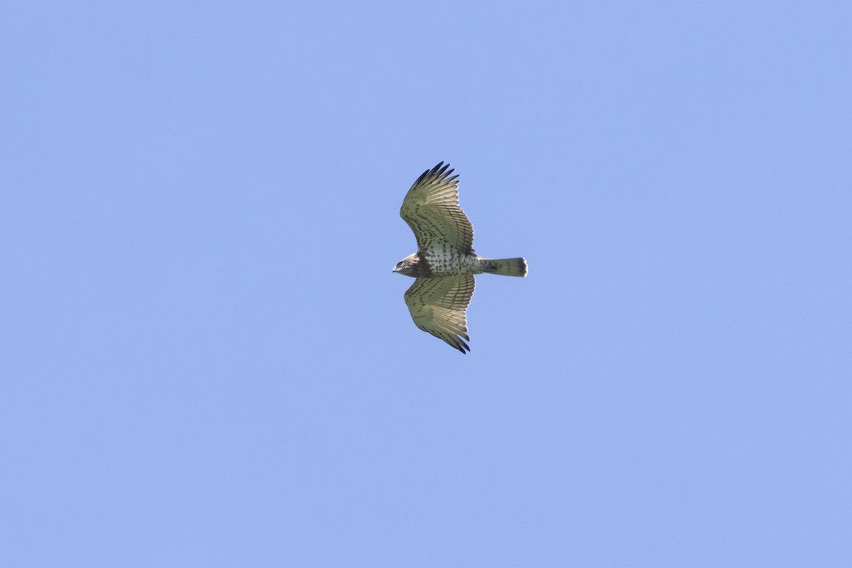 Short-toed Snake-Eagle - ML496990331