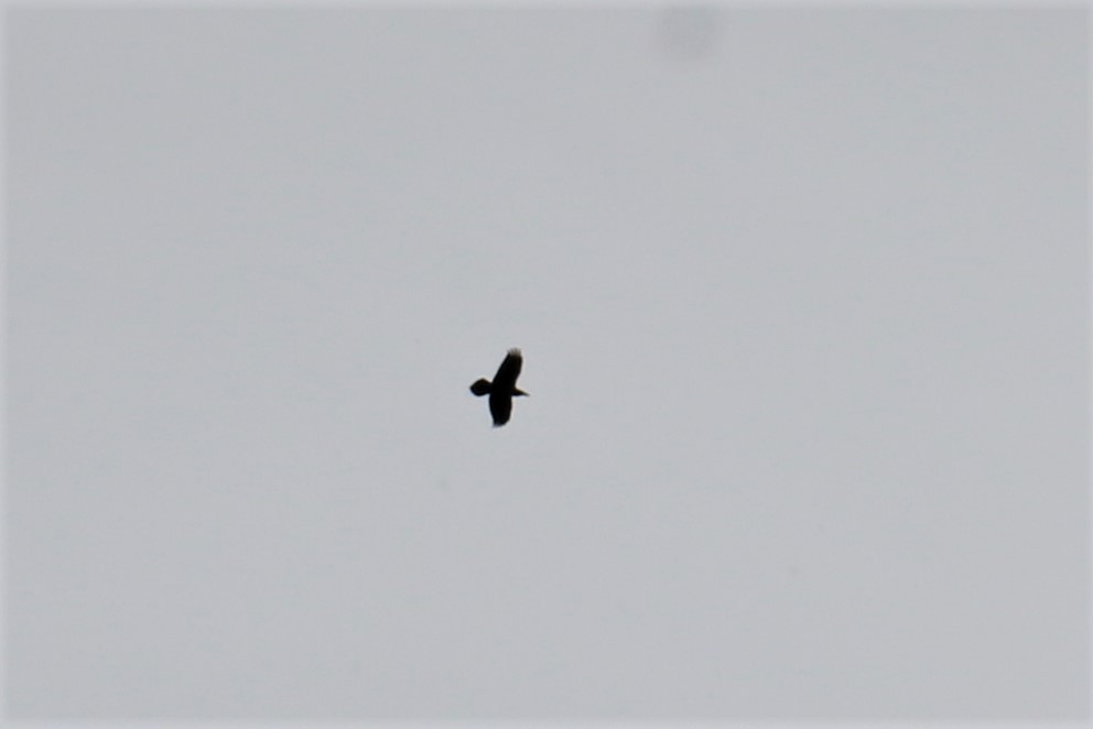 Common Raven - ML496991241