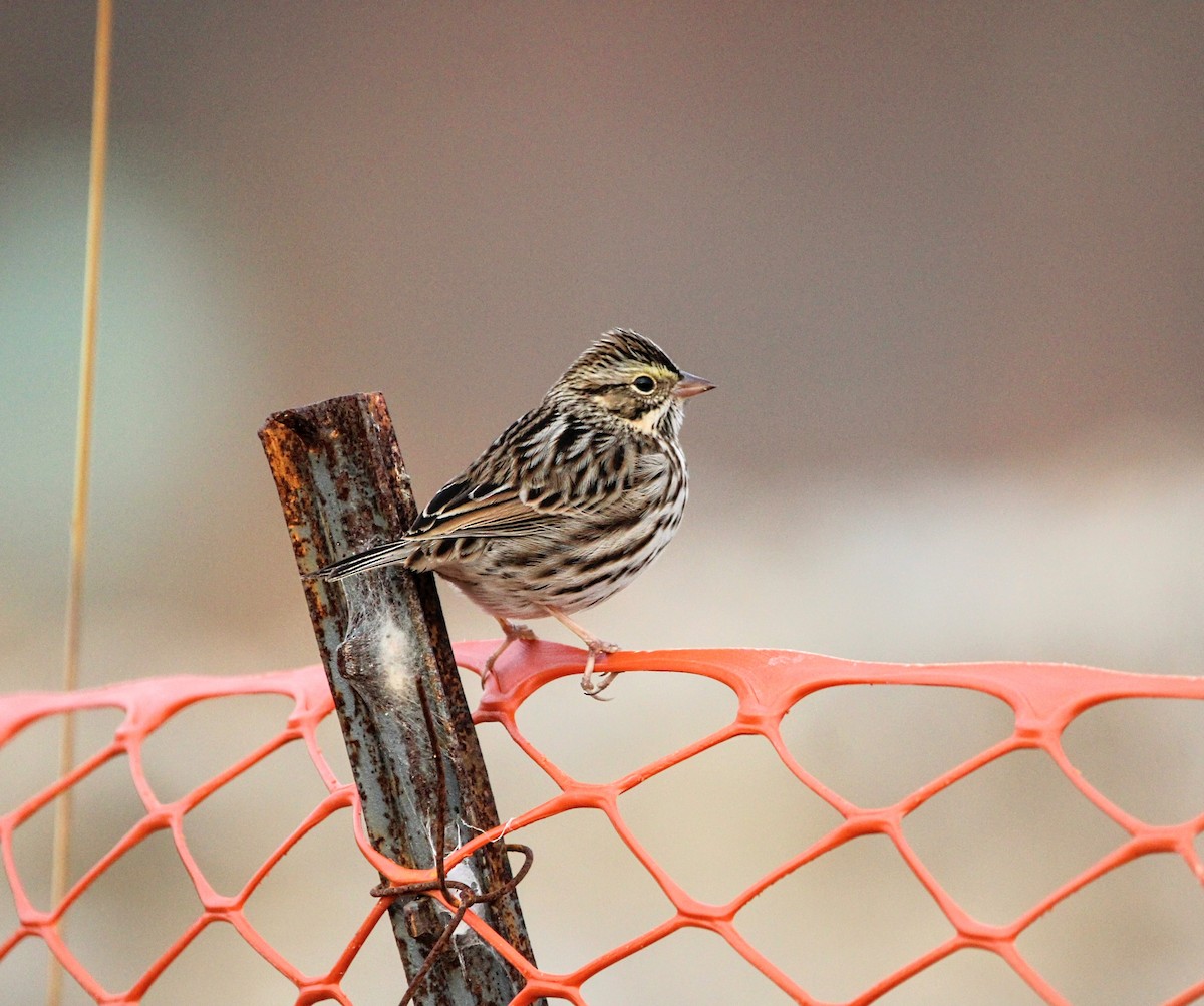 Savannah Sparrow - ML496992081