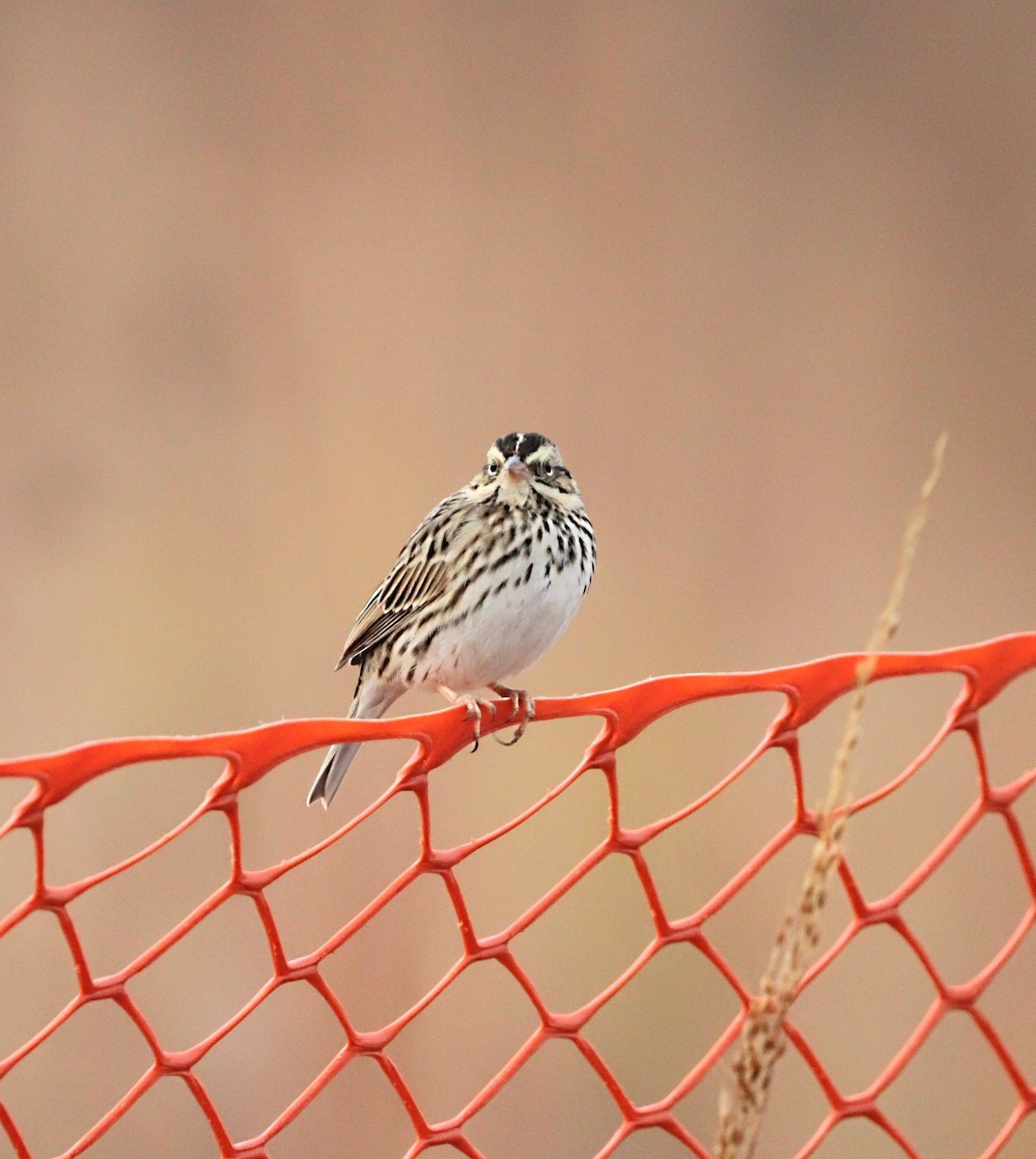 Savannah Sparrow - ML496992281