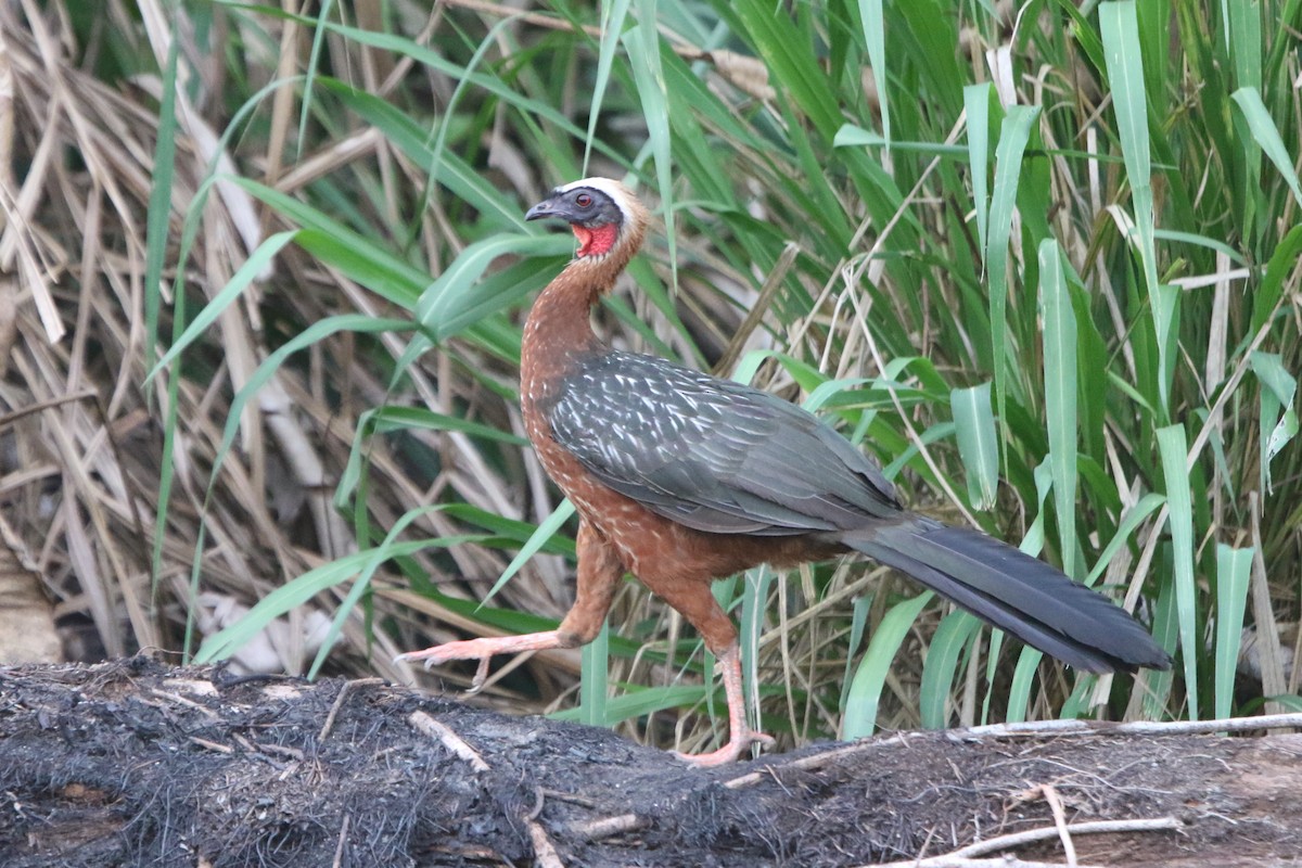 White-crested Guan - Ian Thompson