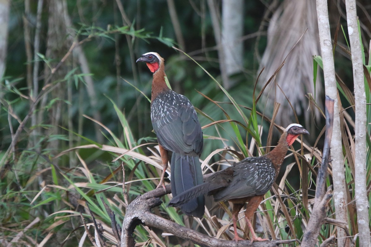 White-crested Guan - Ian Thompson