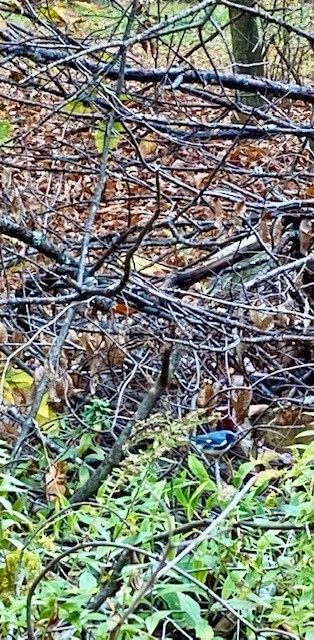Black-throated Blue Warbler - ML496993121