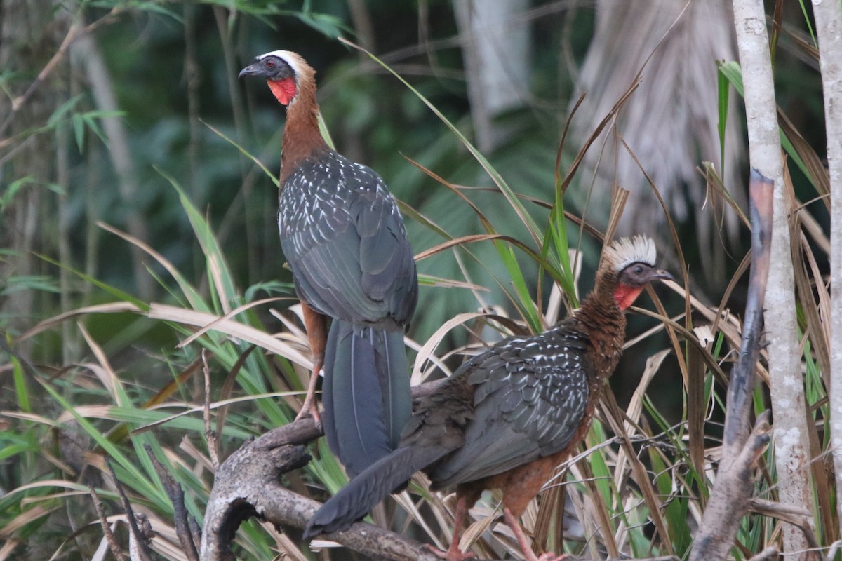 White-crested Guan - ML49699381