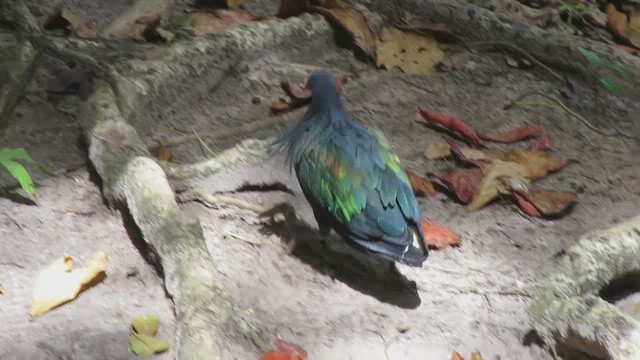 Nicobar Pigeon - ML496994361