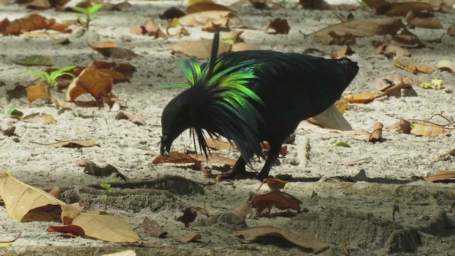 Nicobar Pigeon - ML496994381