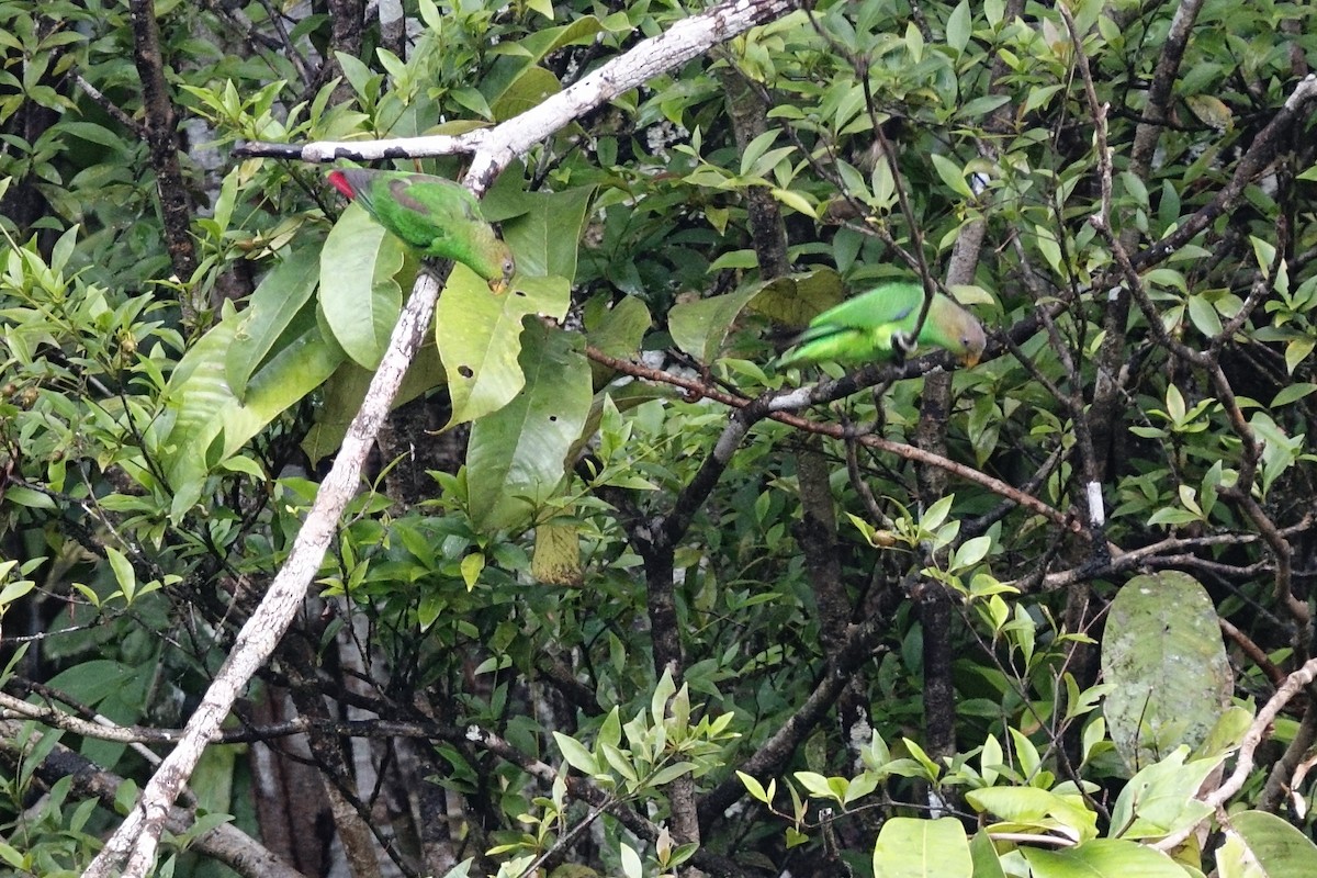 Sapphire-rumped Parrotlet - Vincent Rufray