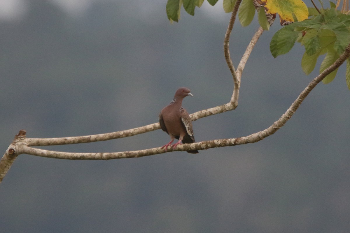 Picazuro Pigeon - ML49699621