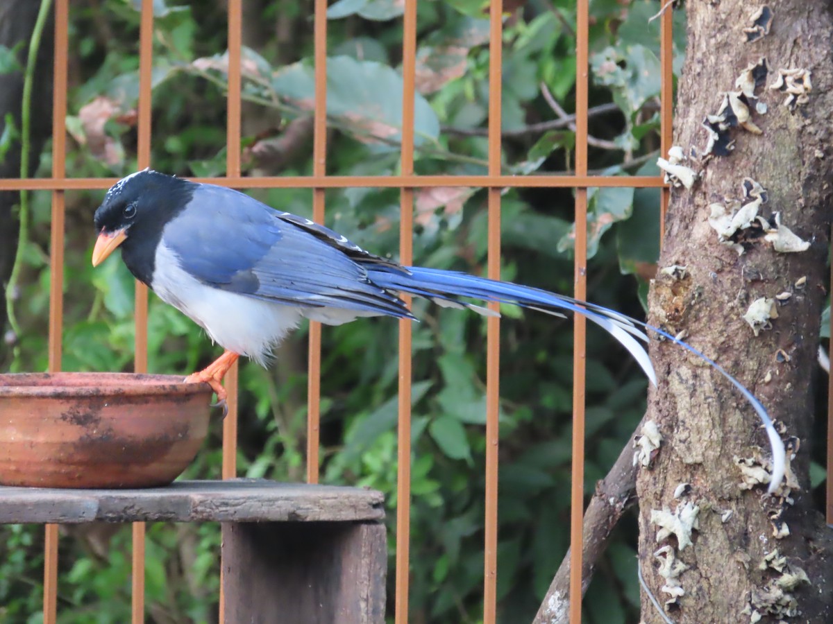 Red-billed Blue-Magpie - J.A. Jensen