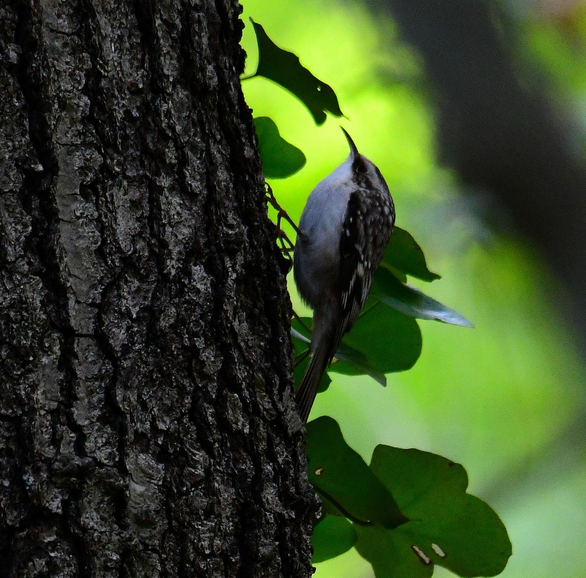 Brown Creeper - ML496996931