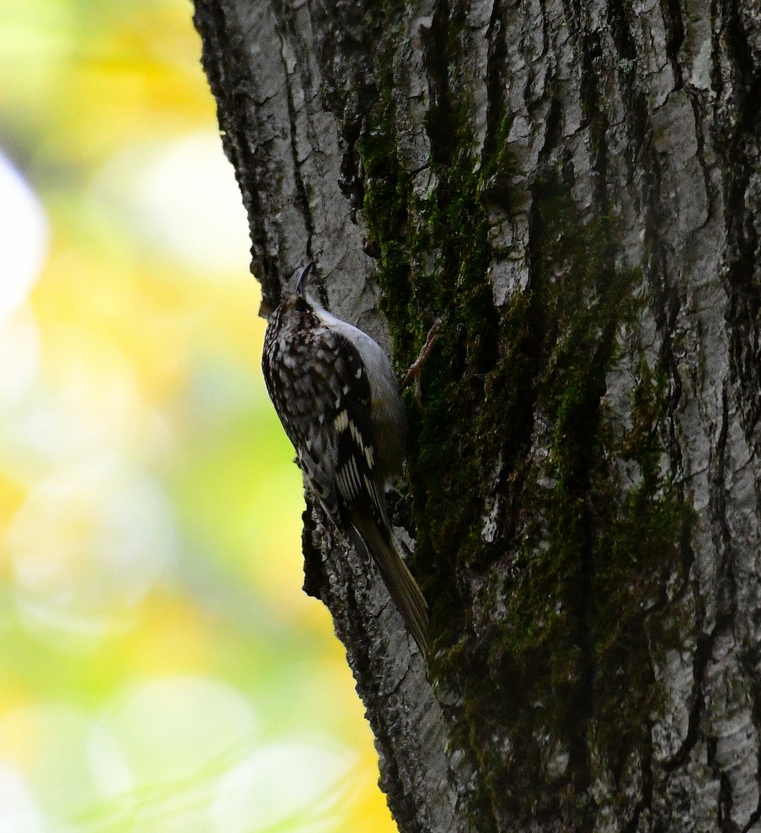 Brown Creeper - ML496997041