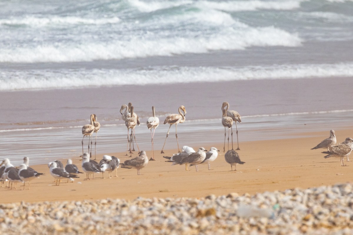 Greater Flamingo - ML496997731