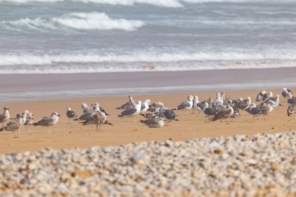 Audouin's Gull - ML496997951