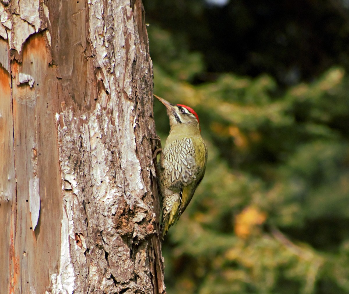 Scaly-bellied Woodpecker - ML496998301