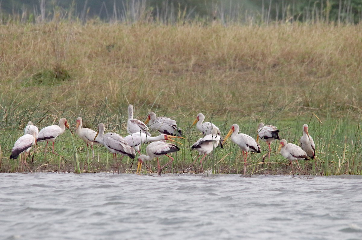 Yellow-billed Stork - ML496998981