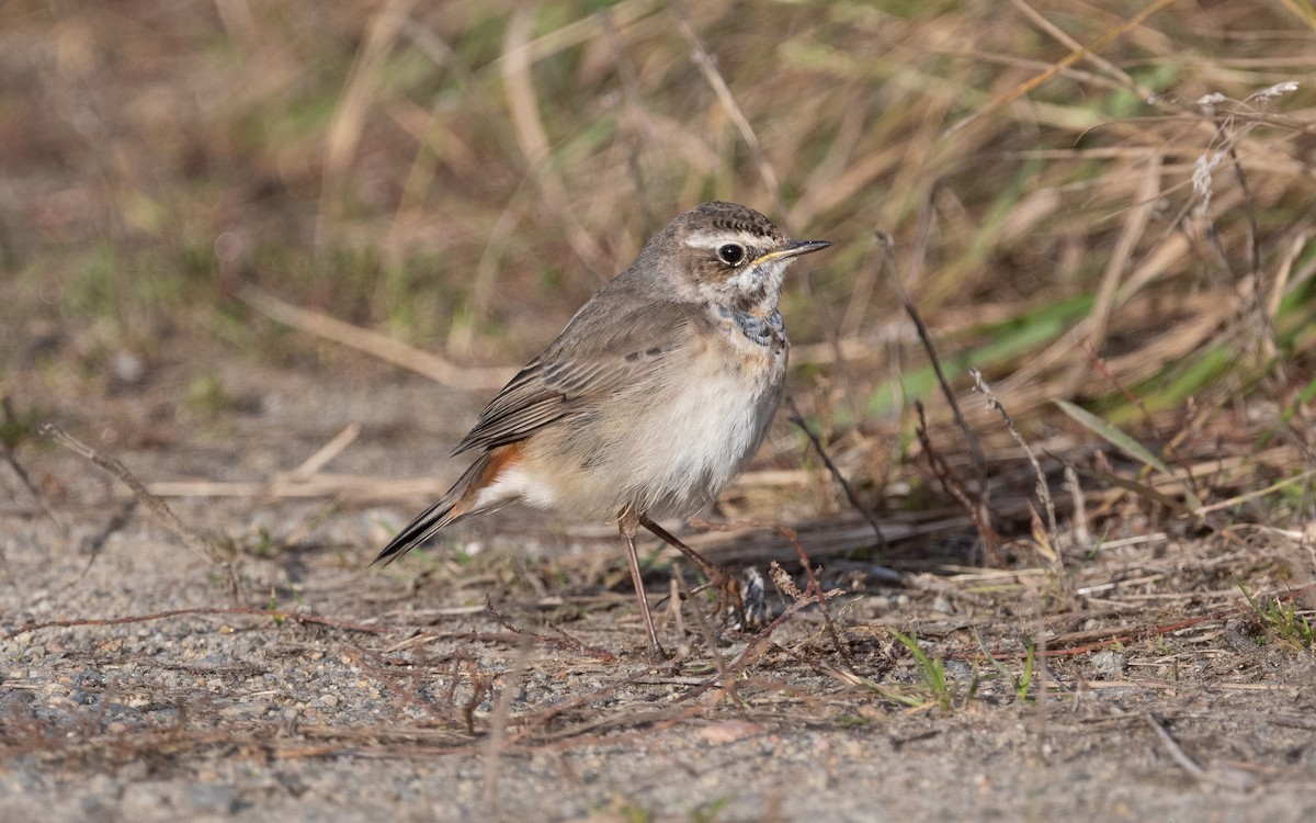 Bluethroat - ML496999351