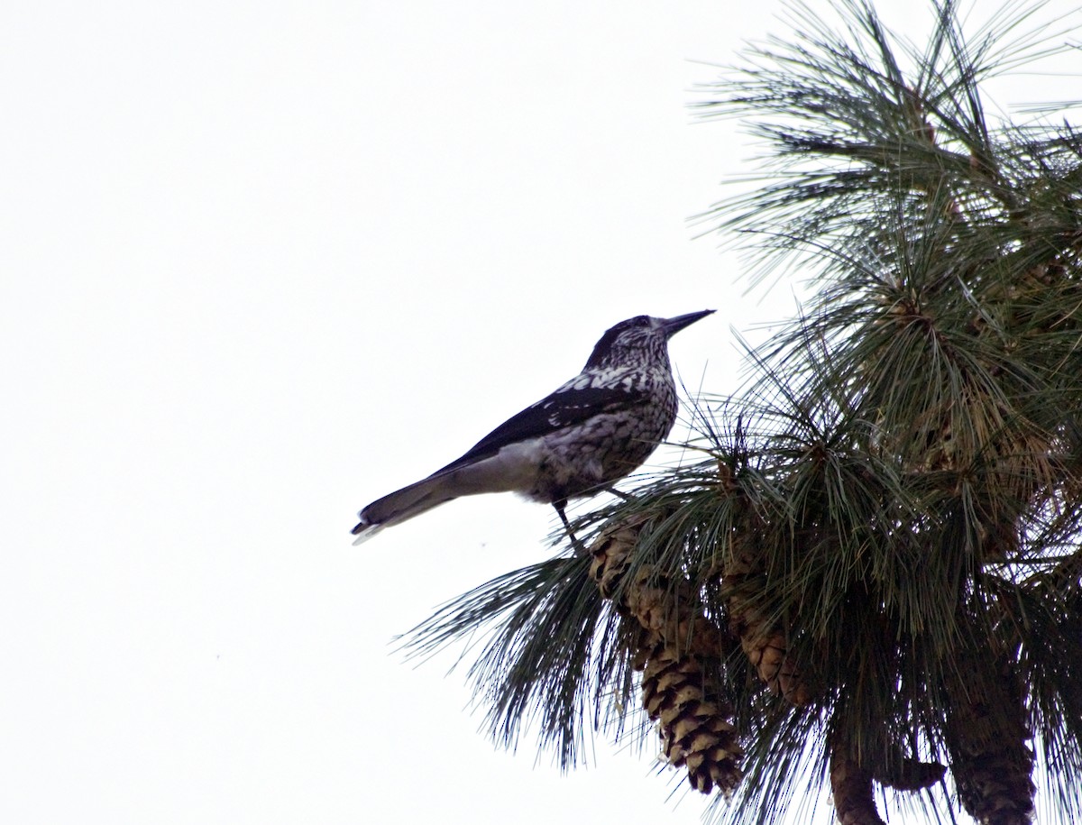 Kashmir Nutcracker - ML496999591