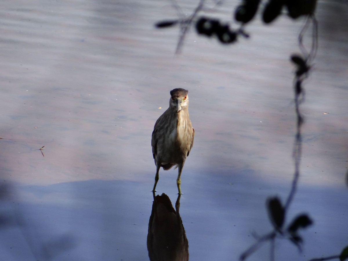 Black-crowned Night Heron - ML496999751