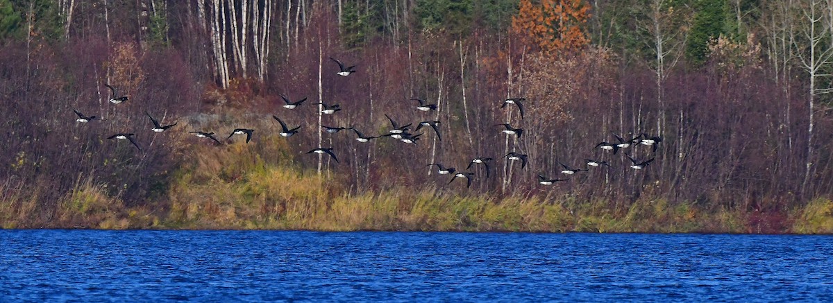 Brant - ML496999811