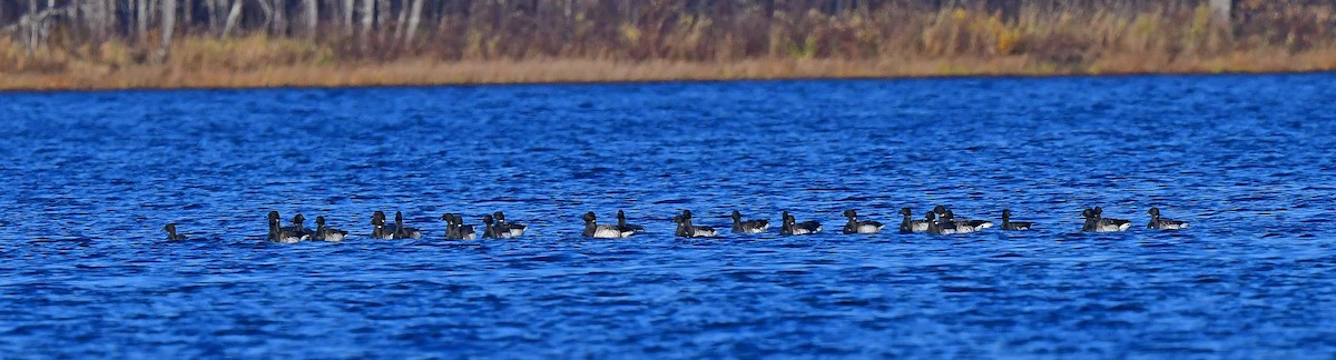 Brant - ML497000071