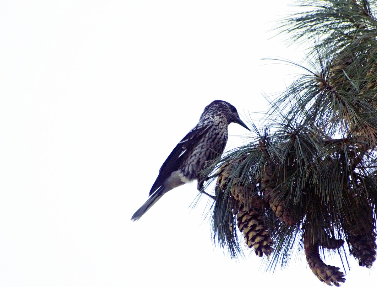 Kashmir Nutcracker - ML497000121