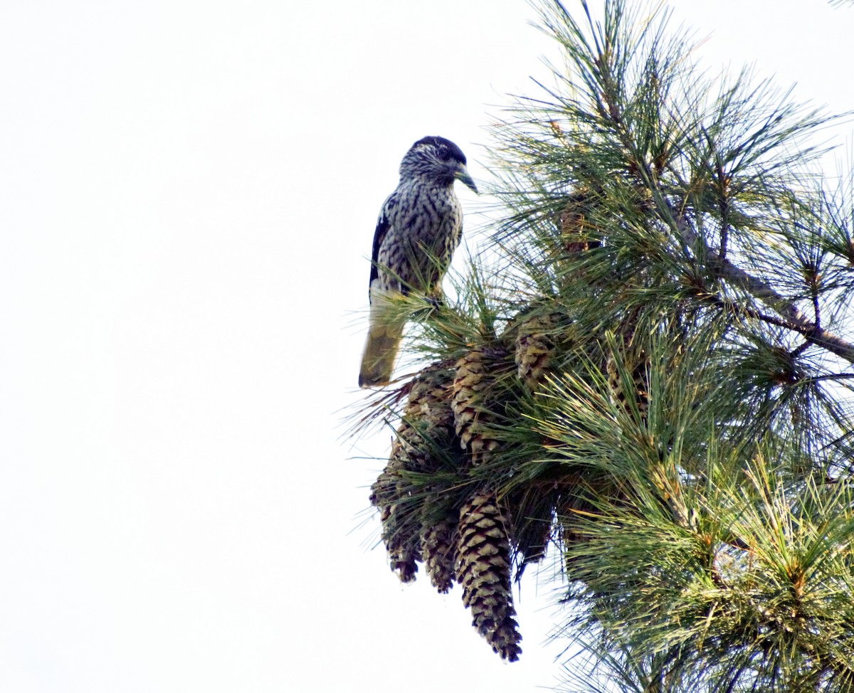 Kashmir Nutcracker - ML497000871