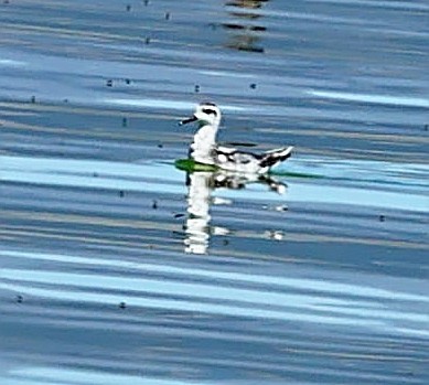 Wilson's Phalarope - ML497001601