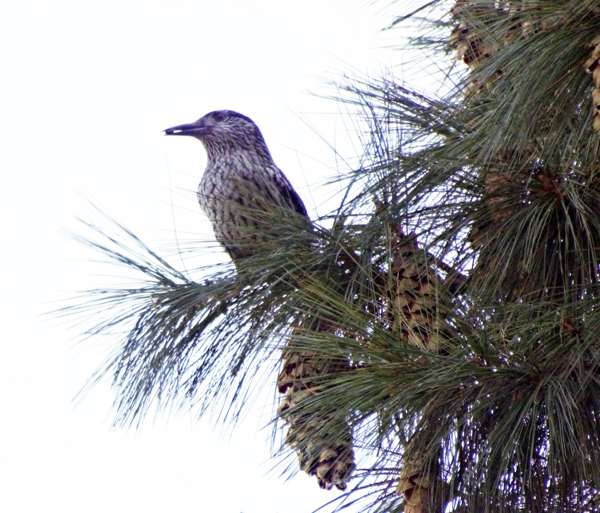 Kashmir Nutcracker - ML497001831