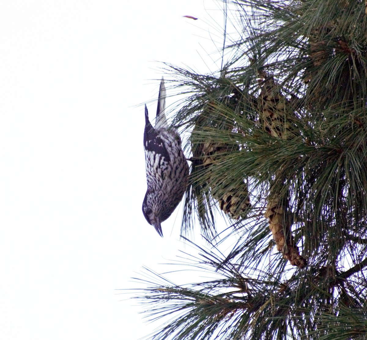 Kashmir Nutcracker - ML497001871