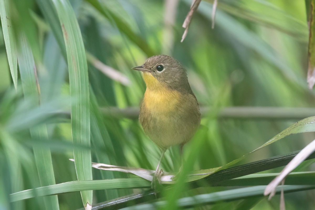 Common Yellowthroat - ML497003801