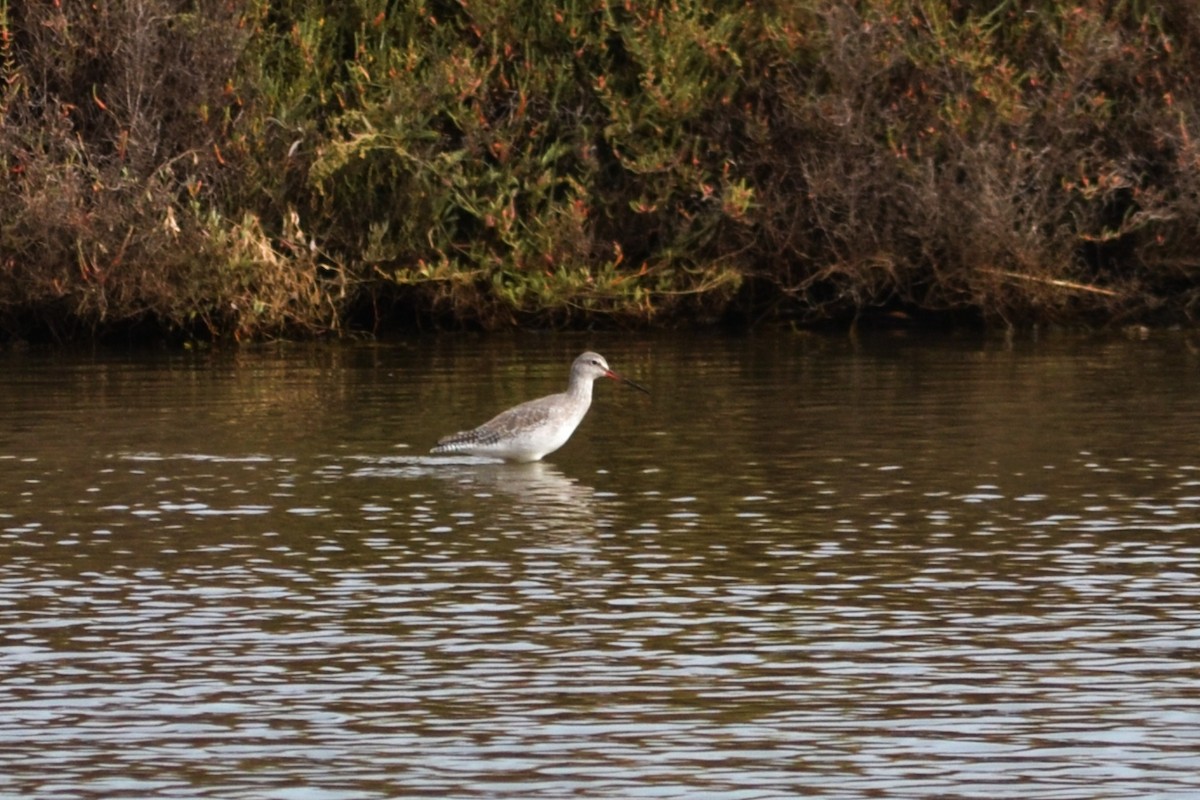 Spotted Redshank - ML497004581