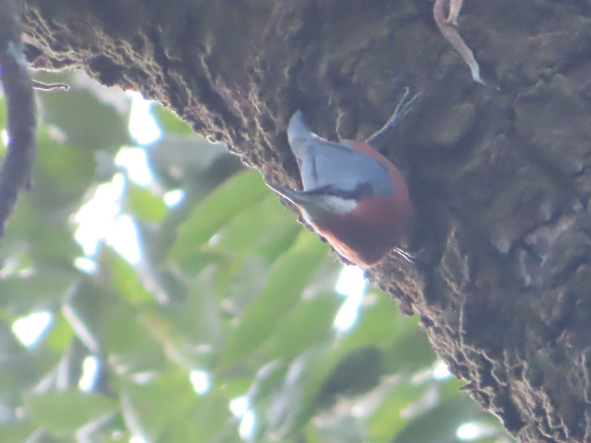 Chestnut-bellied Nuthatch - ML497006951