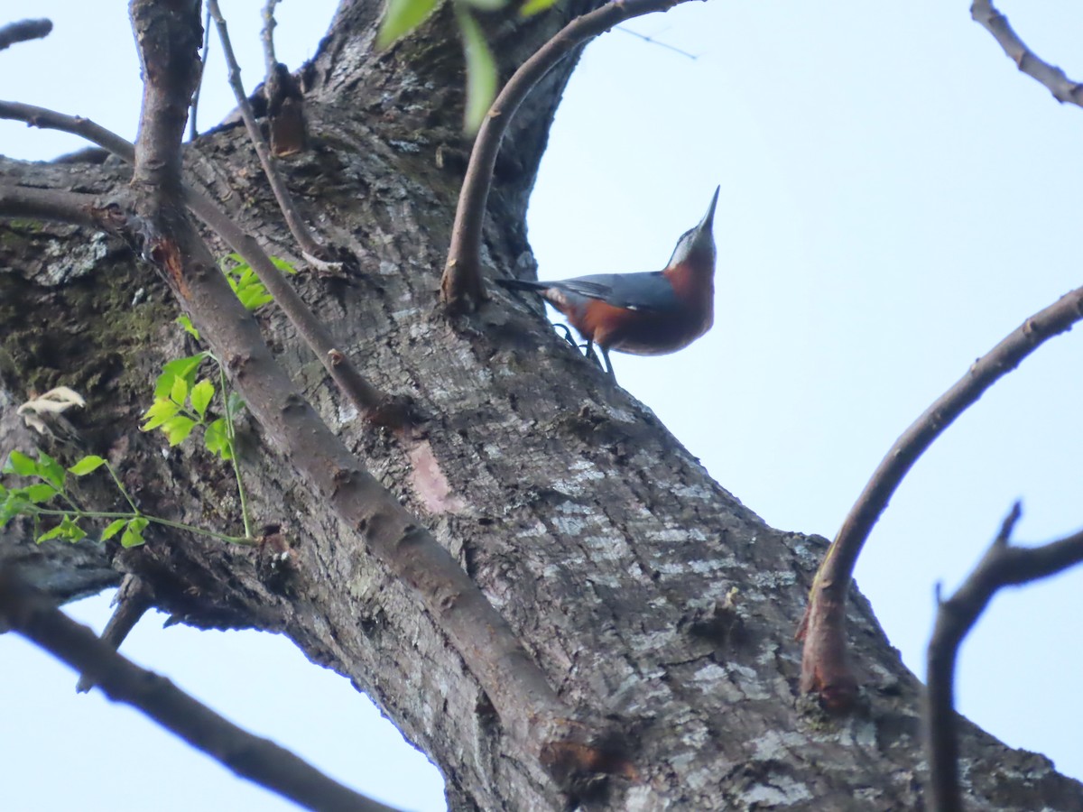 Chestnut-bellied Nuthatch - ML497006961