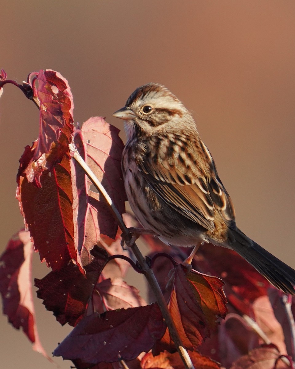 Song Sparrow - ML497007021